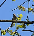 Mönchsgrasmücke - Sylvia atricapilla, Männchen