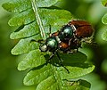 Gartenlaubkäfer - Phyllopertha horticola, Paarung