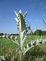 Vorschaubild der Version vom 09:45, 24. Mai 2018