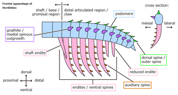 Morfología de los apéndices frontales de las familias Anomalocarididae/Amplectobeluidae y Hurdiidae