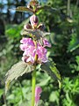 Lamium maculatum