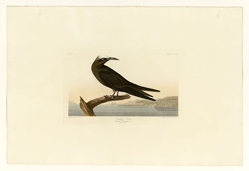 File:275 Noddy Tern.jpg