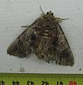 33-Noctuidae-Catocalinae-Tolna sypnoides (Butler)024.jpg