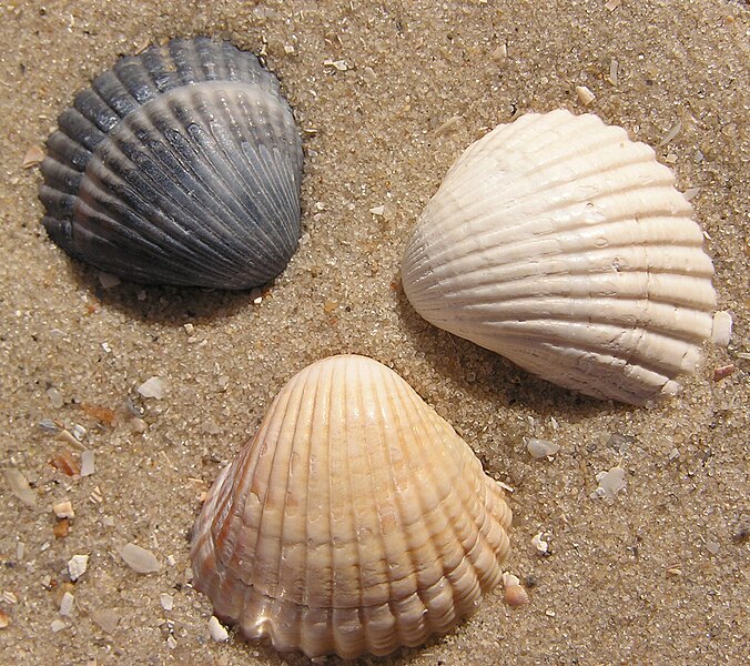 File:3 Cerastoderma glaucum shells.jpg