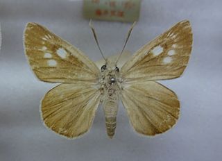 <i>Bibasis aquilina</i> Species of butterfly