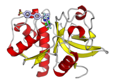 Human cathepsin K in complex with the covalent inhibitor odanacatib, shown in light blue with the covalently modified catalytic cysteine in green. Odanacatib was studied in clinical trials as a cathepsin K inhibitor for osteoporosis. 5tdi cathepsinK odanacatib.png