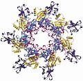 Heptameric Prepore structure.