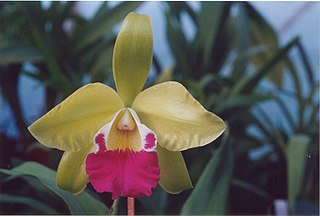 <i>× Epilaeliocattleya</i> Genus of orchids