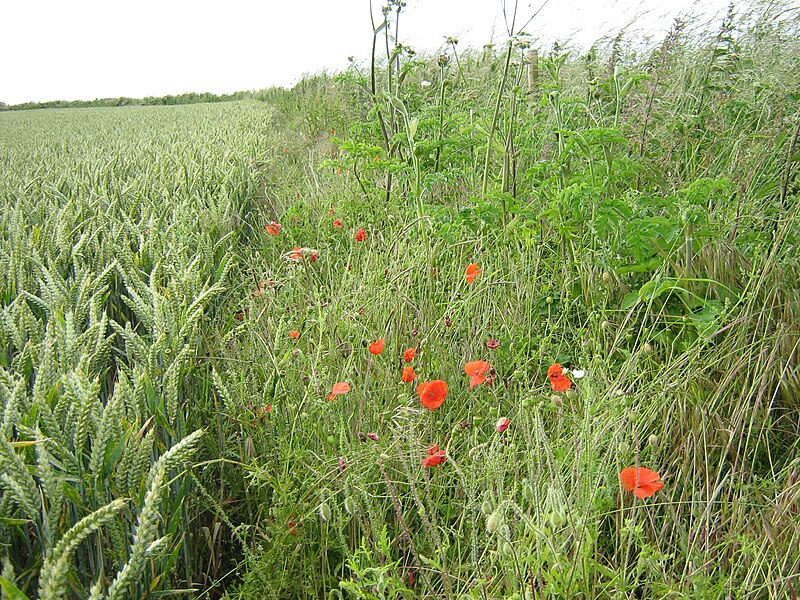 File:A field with some red flowers.jpg