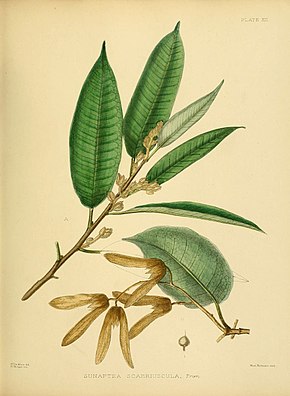 Bildebeskrivelse En håndbok til floraen av Ceylon (plate XII) (6430635535) .jpg.