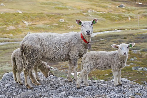 כבשים עם קולר בנורווגיה