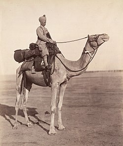 A sowar of the Bikaner Camel Corps on his mount showing details of kit.jpg