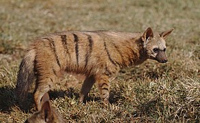 Aardwolf, Proteles cristata, at Lion and Rhino Reserve, Gauteng, South Africa (47987215058).jpg