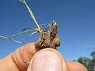 Abildgaardia ovata crown2 DC - Flickr - Macleay Grass Man.jpg