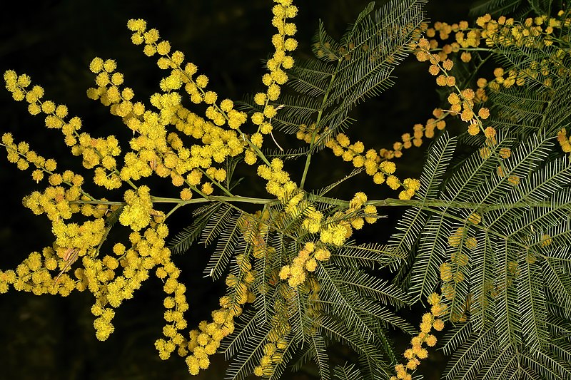 File:Acacia decurrens 1DS-II 2-0026.jpg