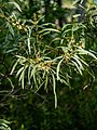 Acacia falcata inflorescences Beor St Creek 7th Brigade Park Chermside P1120892.jpg