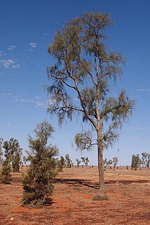 <i>Acacia peuce</i> Species of legume