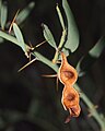 Acacia victoriae pod.jpg