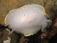 Acanthodoris hudsoni, un Onchidorididae.