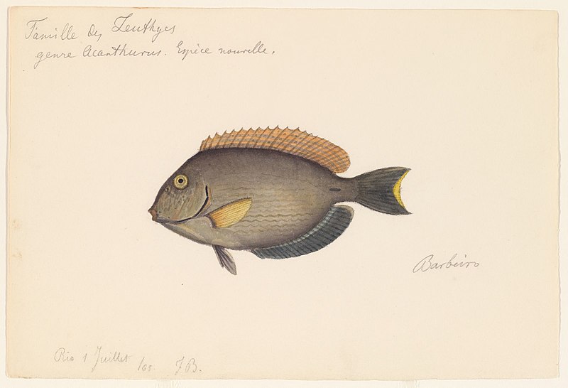 File:Acanthurus MH-MCZArtwork ARC 209-030.jpg