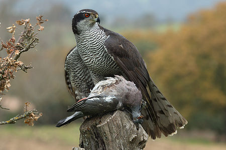 Accipiter gentilis arrigonii