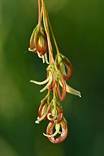 Acer negundo female flowers - Keila.jpg