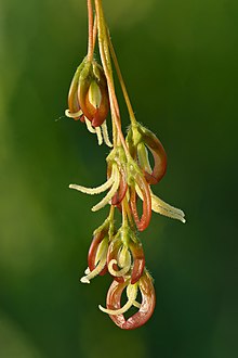 Female flowers Acer negundo female flowers - Keila.jpg