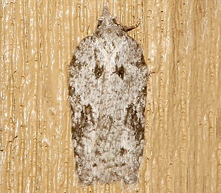 <i>Acleris maximana</i> Species of moth