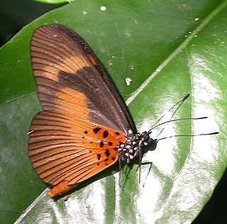 <i>Bematistes</i> Genus of brush-footed butterflies