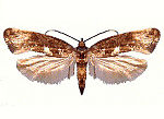 Thumbnail for Leek moth