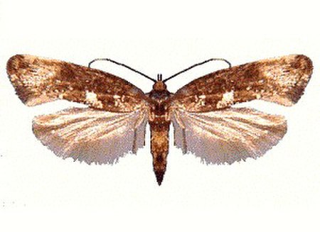 Acrolepiopsis_assectella