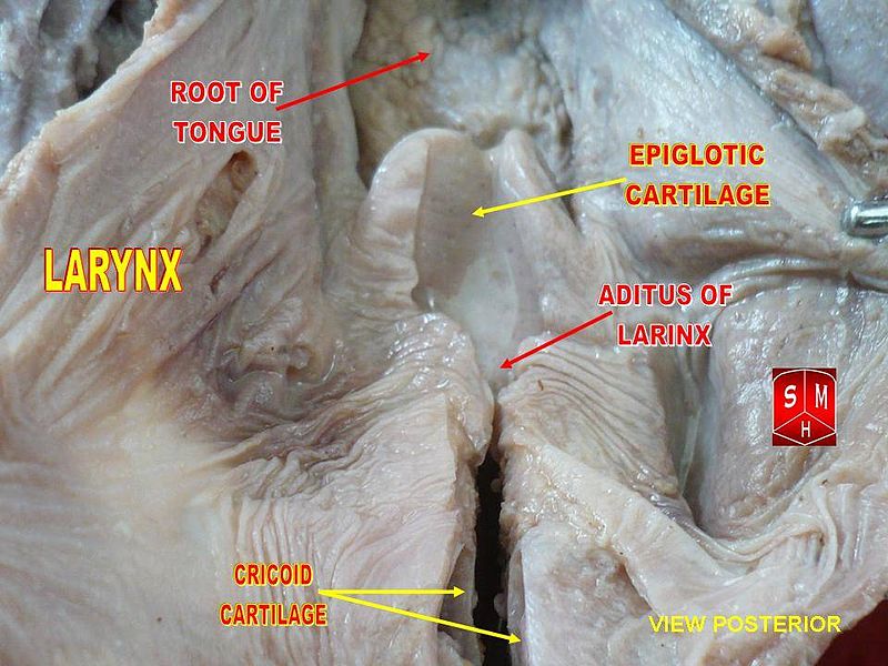File:Aditus of larynx.jpg