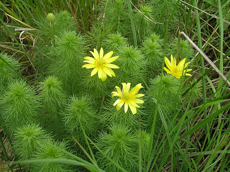 File:Adonis vernalis2.JPG