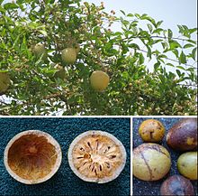 Aegle marmelos tree and fruits.jpg