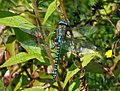 Shouthern Migrant Hawker (Aeshna affinis) Südliche Mosaikjungfer