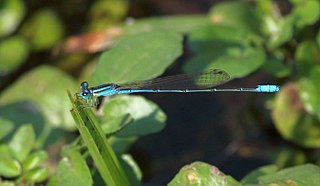 <i>Africallagma fractum</i> Species of damselfly