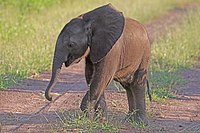 African Bush Elephant