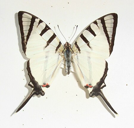 Graphium agetes