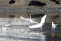 Aigrettes et mouettes dans l'arrière-port