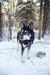 Alaskan husky Dog breed