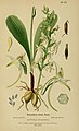 Platanthera bifolia plate 55 in: Henry Correvon: Album des orchidées de l'Europe centrale et septentrionale Genève (1899)