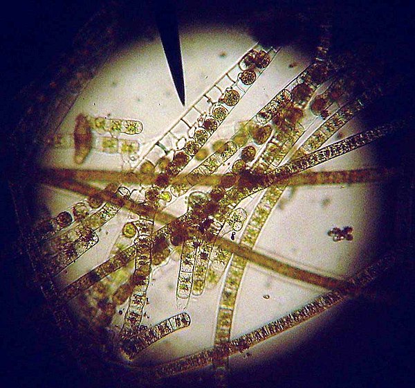 Green algae conjugating