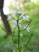 Alliaria petiolata flowers.jpg