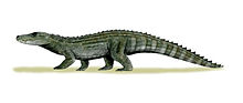 Restoration of A. precedens Allodaposuchus BW.jpg