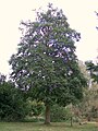 Alnus cordata alder tree.jpg