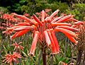 Aloe maculata flower