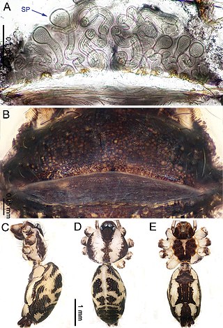 <i>Althepus</i> (spider) Genus of spiders