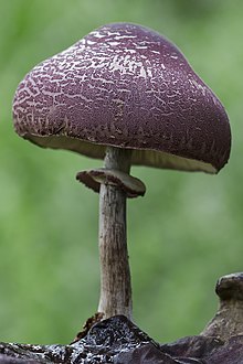 Amanita brunneolocularis (Amanitaceae) (15808407307) .jpg