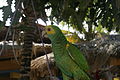 Amazona barbadensis