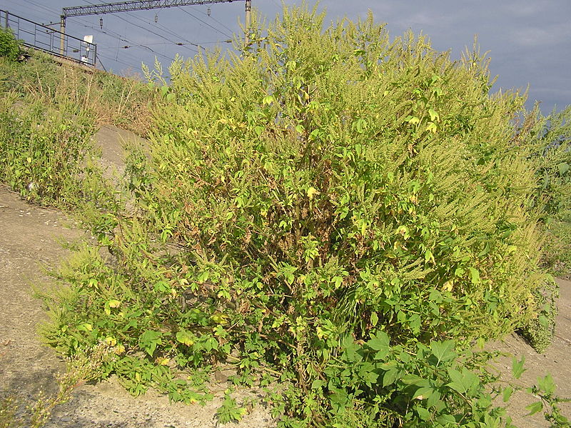 File:Ambrosia trifida (habitus).jpg